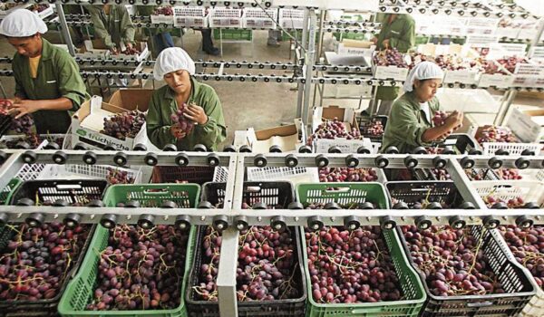 Envíos de uva se benefician por problemas en Chile y China: ¿Qué sucedió en estos países?